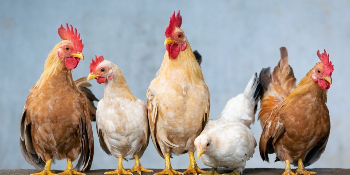 csirke DNS módosítás madárinfluenza