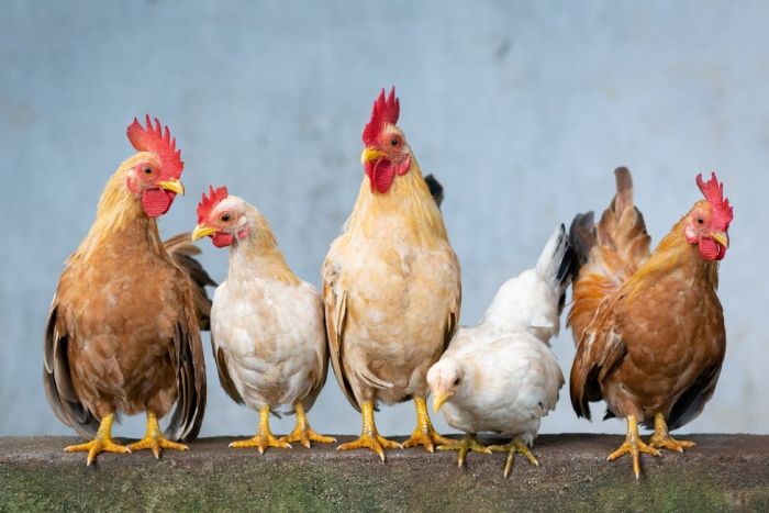 csirke DNS módosítás madárinfluenza