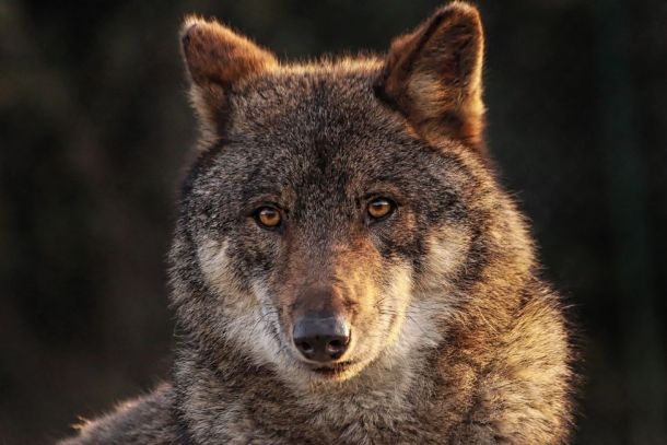 TEK elfogás svájci farkas büntető eljárás