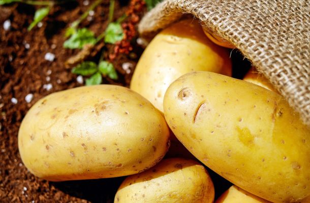 ellenállóbb nagyobb hozamú krumpli burgonya fajták nemesítés