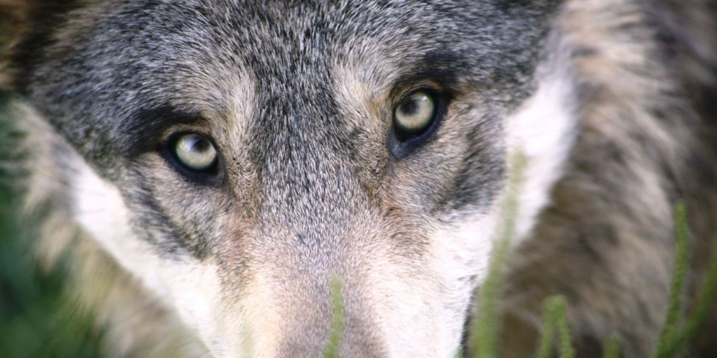 farkas vadászat Svédország