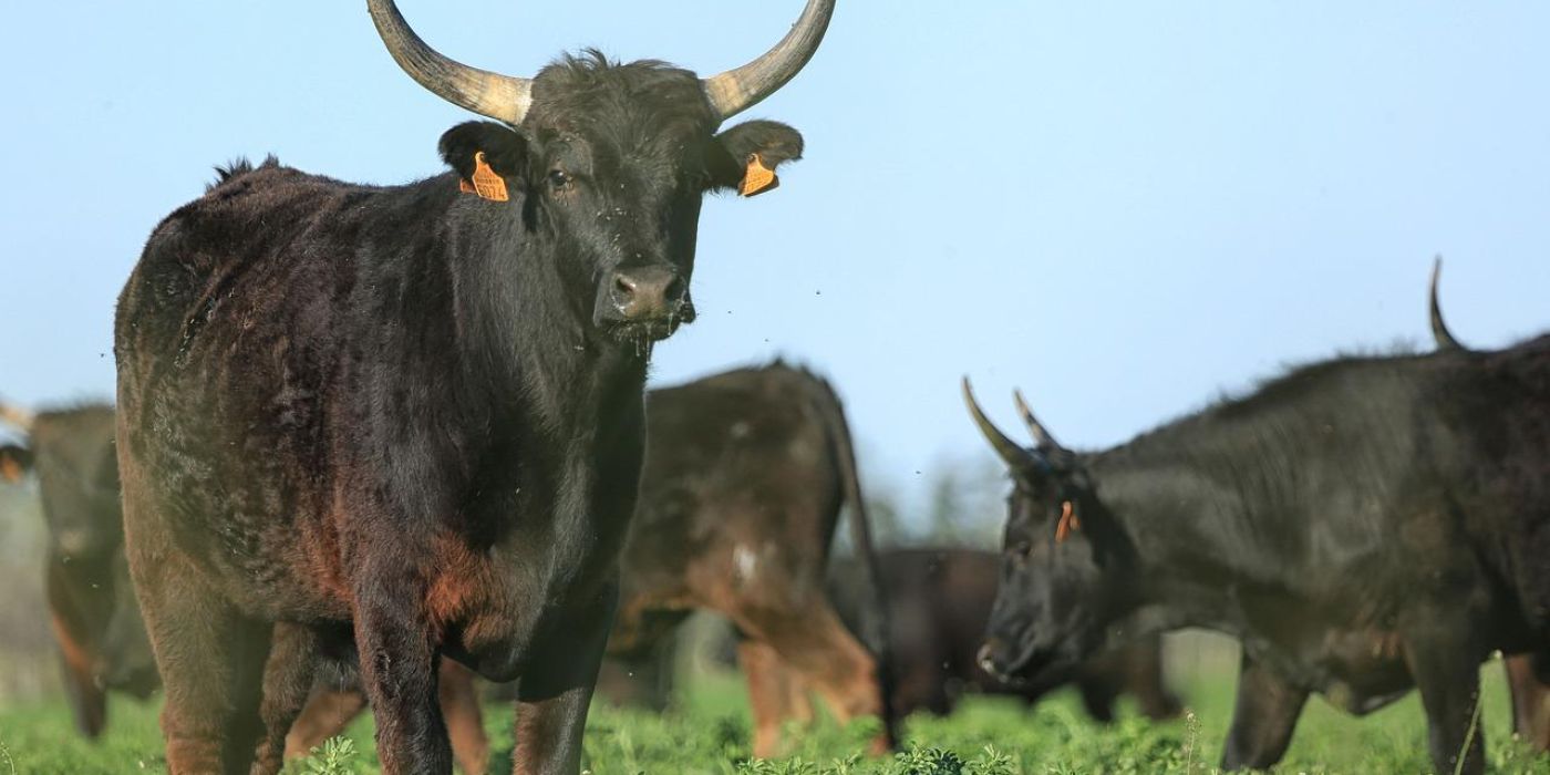 Merseyside bika tehén támadás haláleset