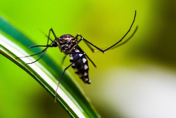 malária szúnyog globális felmelegedés napfény