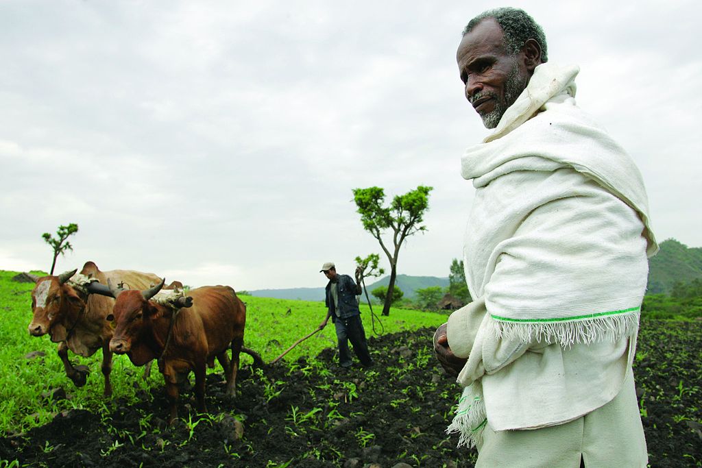 Etiópia faültetés