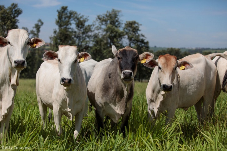 karbonsemlegesmarha-bizonyítvány tehén Brazília
