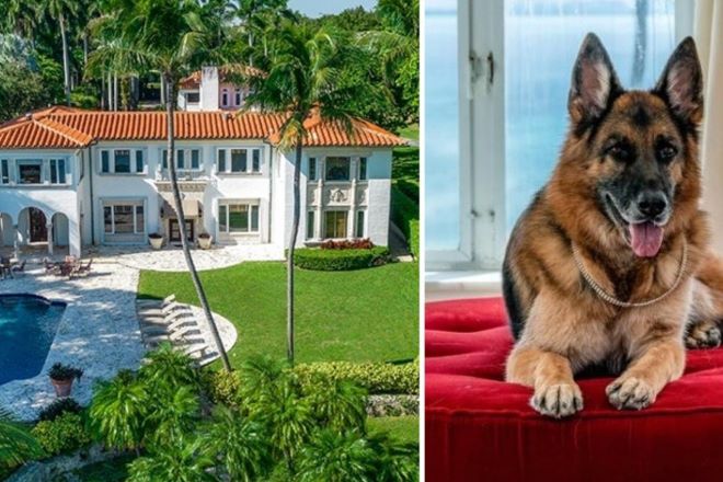 Gunthet világ leggazdagabb kutyája