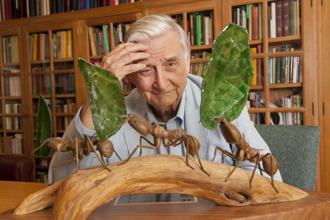 Edward O. Wilson amerikai evolúcióbiológus világhírű hangyakutató biodiverzitás megalkotója