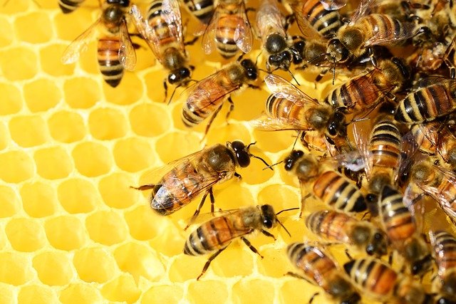 MeliBio mesterséges méz