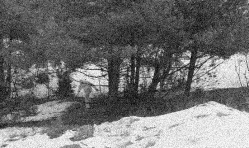 magyar jeti fanyűvő Mátranovák