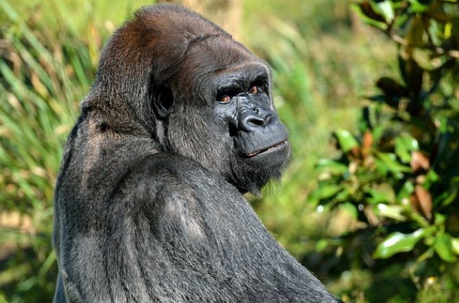 DIAN FOSSEY gorillák mentése örökbefogadás