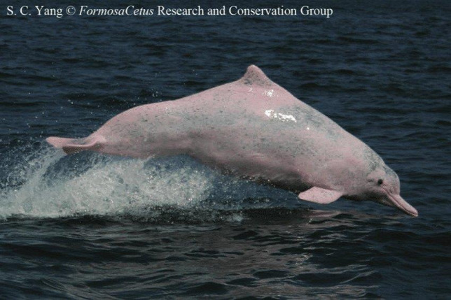 rózsaszín delfin