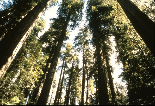 Mamutfenyők a Redwood Nemzeti Parkban 