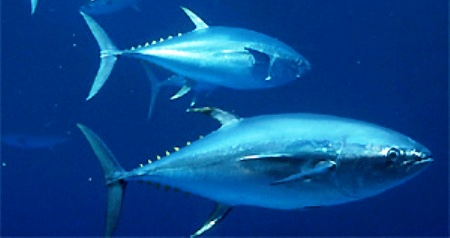 Kékúszójú tonhal  Forrás: mindmegette.hu