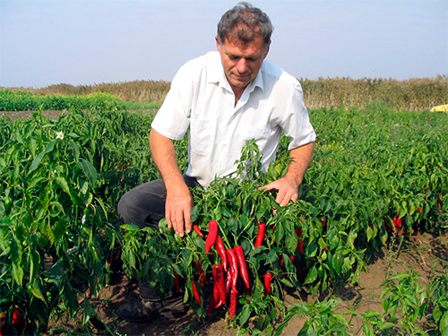 Erdődi Imre