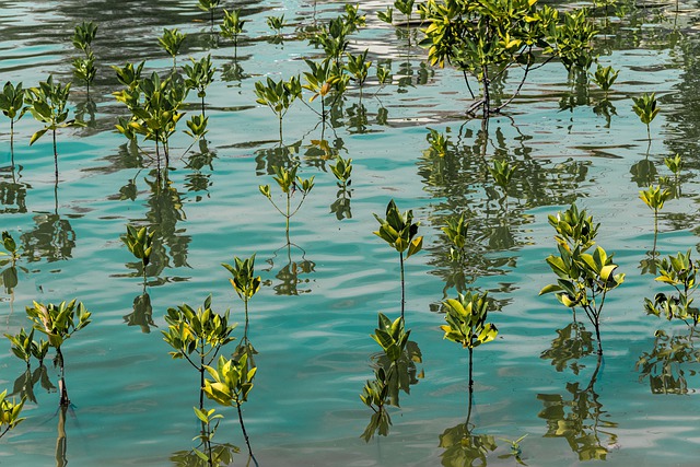mangrove erdő újraerdősítés Mozambik