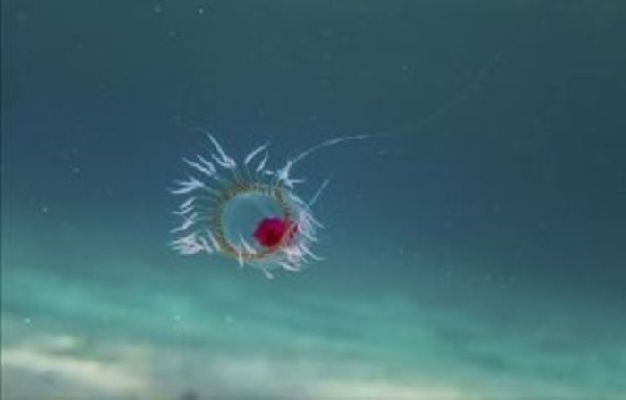 Turritopsis dohrnii öregedés halhatatlan kutatás