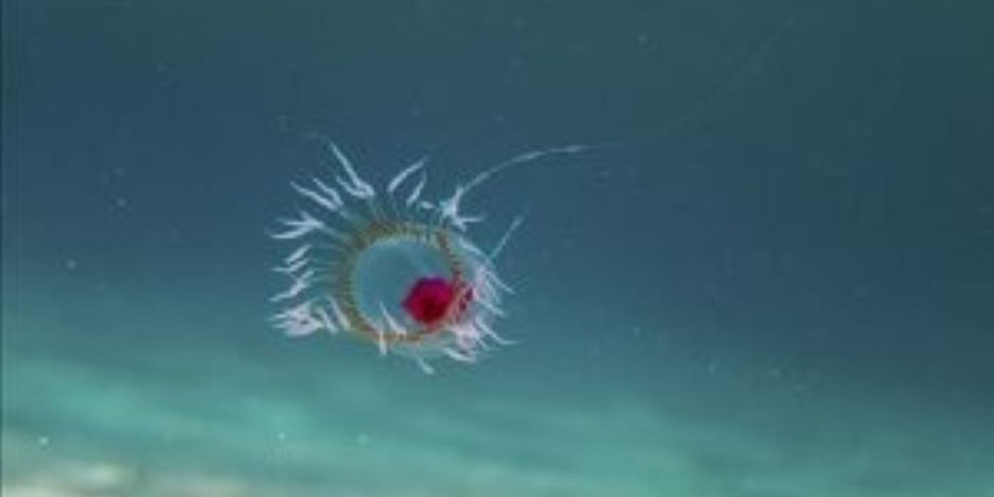 Turritopsis dohrnii öregedés halhatatlan kutatás