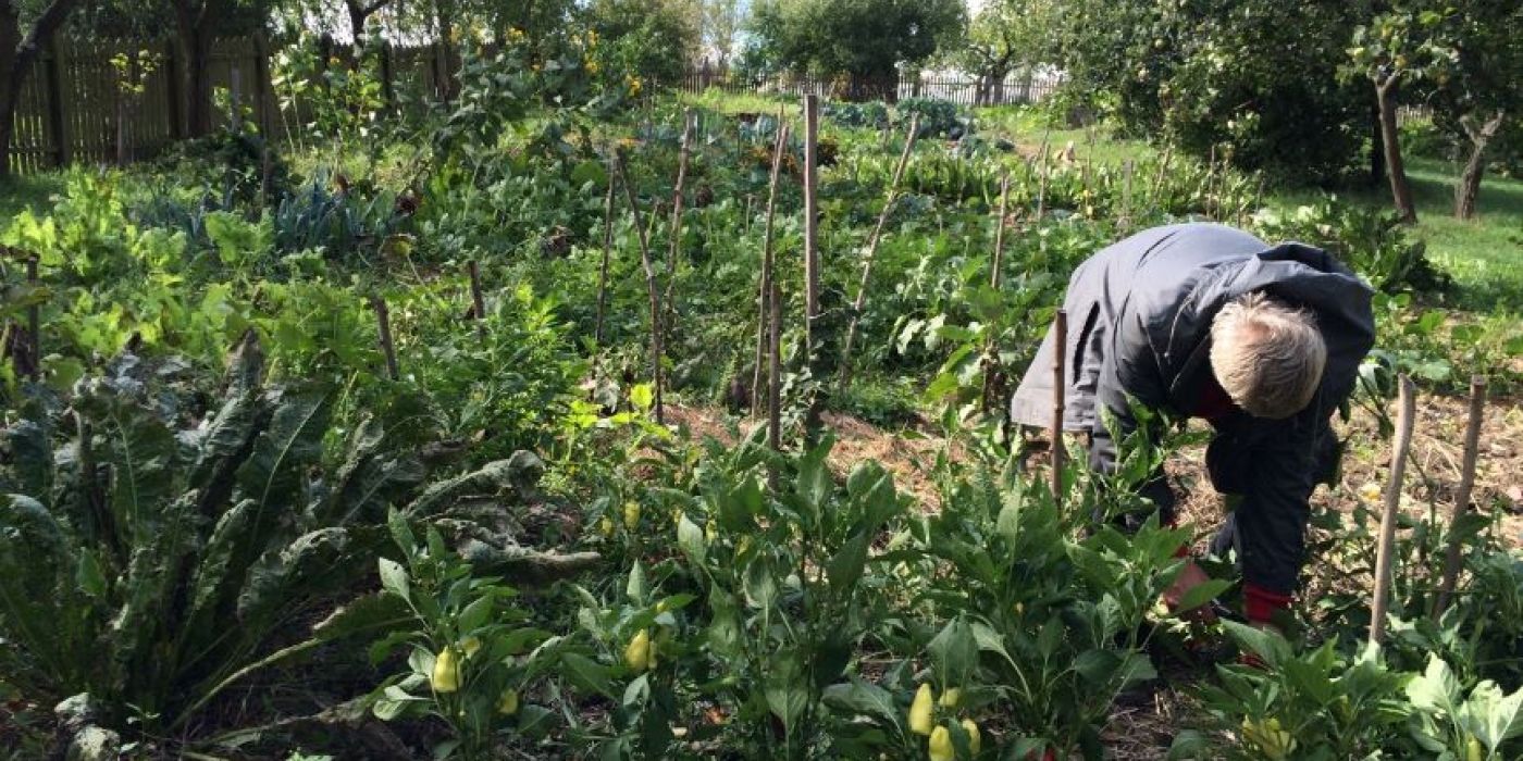 biodiverzitás-barát kert