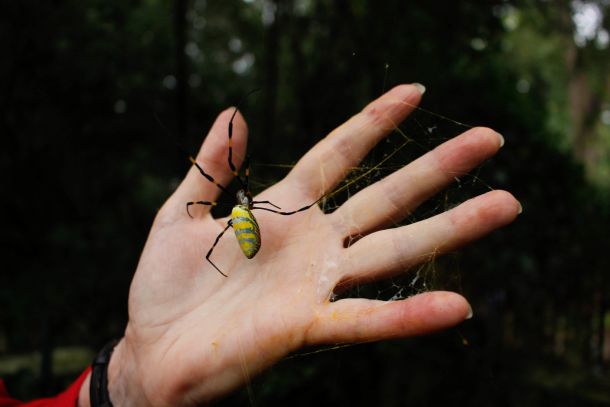 Nephila clavata pók invazív faj Amerika