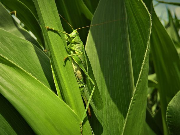 Hargol sáska rovarfehérje édesség gumicukor
