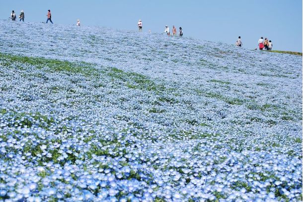 Hitachi Seaside Park Japán kék virág