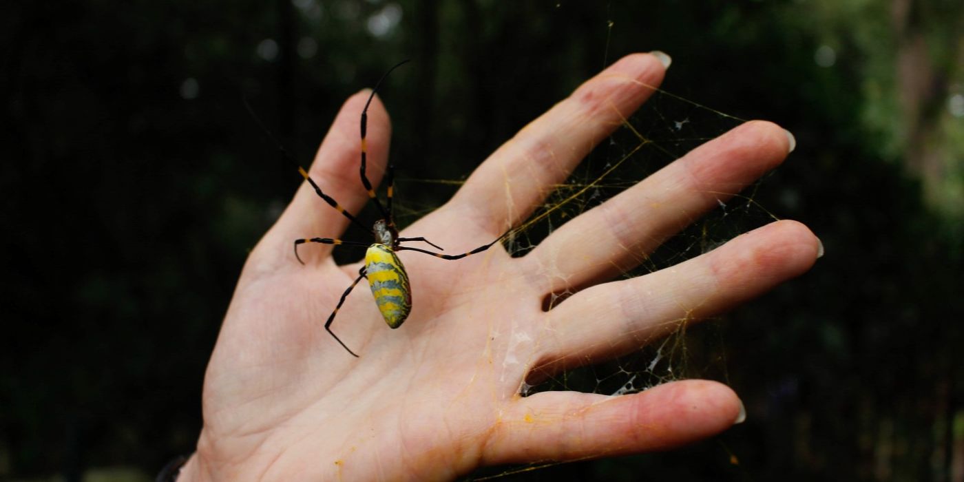 Nephila clavata pók invazív faj Amerika