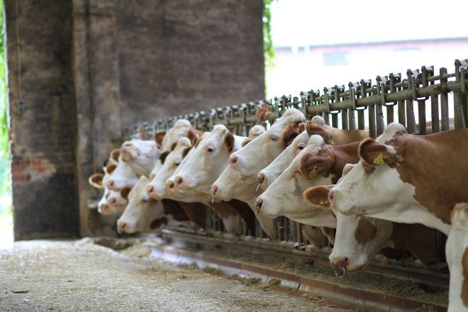 génszerkesztett szarvasmarha Amerika klímaváltozás