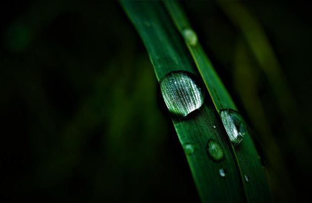 növénytermesztés sötétségben