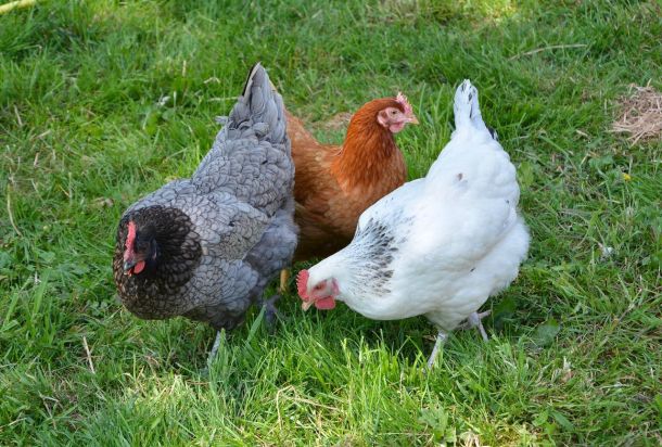 Planet Friendly Eggs karbonsemleges tojás