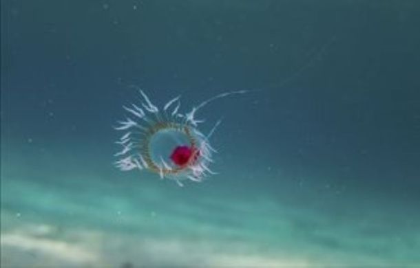Turritopsis dohrnii öregedés halhatatlan kutatás