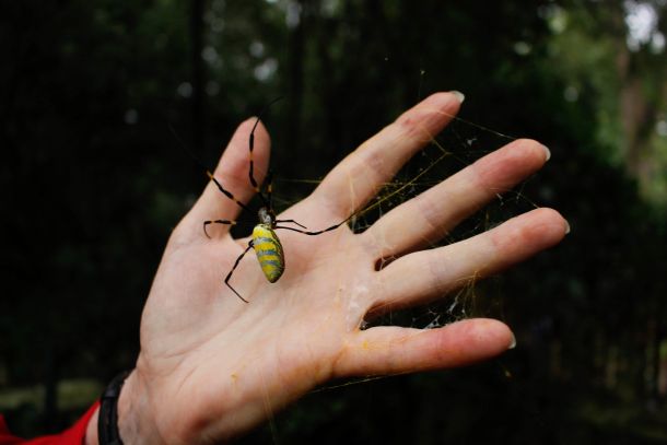 Nephila clavata pók invazív faj Amerika